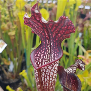 Sarracenia x H 222 x areolata MK A28 MK L23