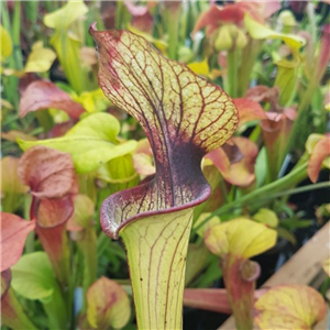 Sarracenia hybrid x H 223 Lynda Butt x Judith Hindle