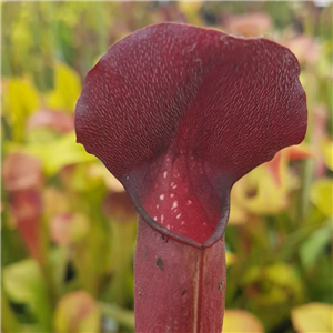 Sarracenia x H 225 hybrid IS