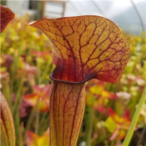 Sarracenia x H 228 flava (Seed)