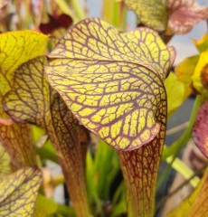 Sarracenia x H 229 willsii x (flava x alata) Tigers Eye