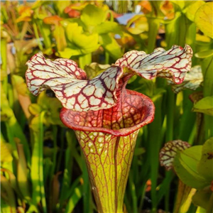 Sarracenia x H 231 Mardi Gras