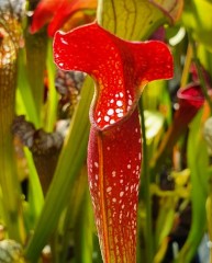 Sarracenia x H 233 Maria Marten