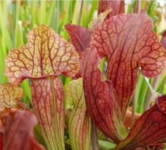 Sarracenia x H 24 leucophyll x S. catesbyi  A. Slack