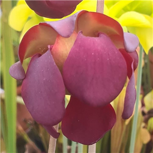 Sarracenia x H 24 leucophyll X S. catesbyi A. Slack