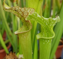 Sarracenia x H 25 (leucophylla x S. x moorei)