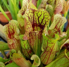 Sarracenia x H 28 melanorhod a (S. catesbyi x purpurea)