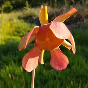 Sarracenia x H 30 moorei (leuco x flava)1987 A.Slack