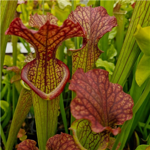 Sarracenia hybrid H 30 moorei A. Slack | Farmyard Nurseries