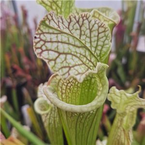 Sarracenia x H 327 SH 845-02