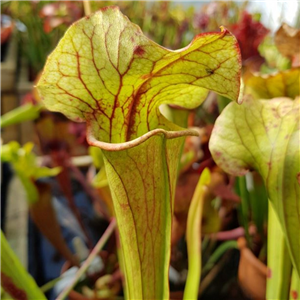 Sarracenia x H 33 (moorei x catesbyi) A. Slack