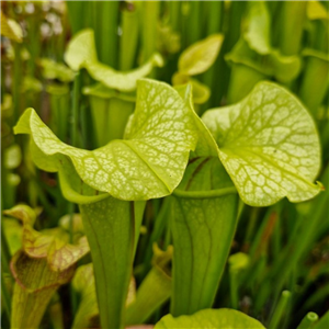 Sarracenia x H 33 (moorei x catesbyi) A. Slack