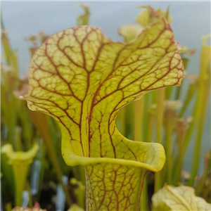 Sarracenia x H 34 (moorei x readii) A. Slack