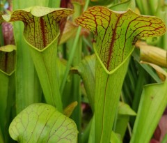 Sarracenia x H 35 (oreophila x minor) 1987 A. Slack