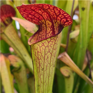 Sarracenia x H 35 (oreophila x minor) 1987 A. Slack