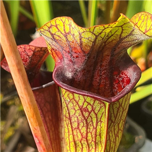 Sarracenia x H 358 Liquorice Lips