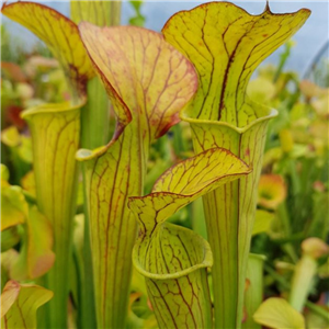 Sarracenia x H 37 (S.popei x flava var. maxima) A. Slack