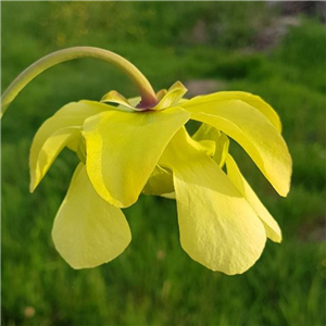 Sarracenia x H 37 (S.popei x flava var. maxima) A. Slack