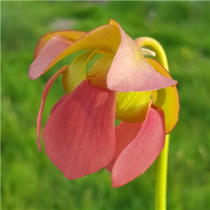 Sarracenia x H 38 purpurea venosa x oreophila Slack