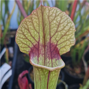 Sarracenia x H 387 Pimply Red