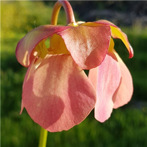 Sarracenia x H 39 purpurea ssp. venosa x popei A. Slack