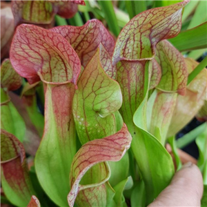 Sarracenia x H 39 purpurea ssp. venosa x popei A. Slack