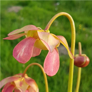 Sarracenia x H 44 swaniana purpurea ssp..venosa x minor