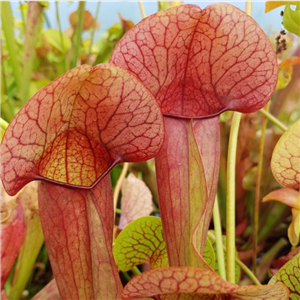 Sarracenia x H 44 swaniana purpurea ssp..venosa x minor