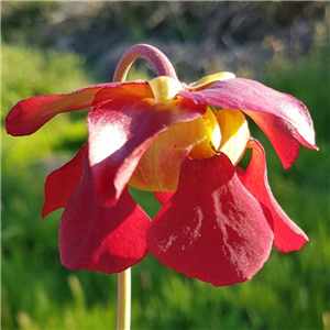 Sarracenia x H 46 Labyrinth