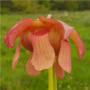 Sarracenia x H 47 (willisii x flava) 1987 A. Slack