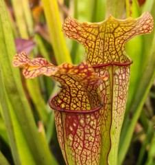 Sarracenia x H 47 (willisii x flava) 1987 A. Slack