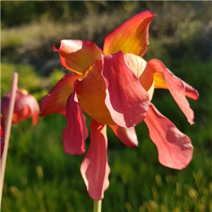 Sarracenia x H 51 Judith Hindle