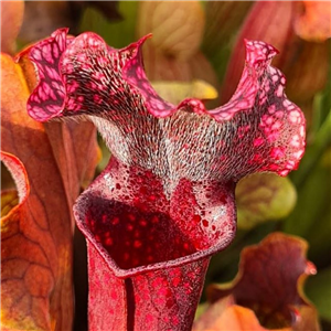 Sarracenia x H 51 Judith Hindle