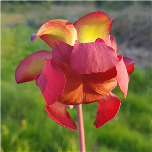 Sarracenia x H 54(2) mitchelliana 	 1987 A. Slack