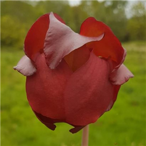 Sarracenia x H 54A mitchelliana 1987 A. Slack