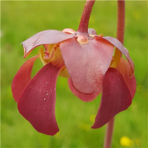 Sarracenia x H 57 courtii pale form 2002 T. Margetts