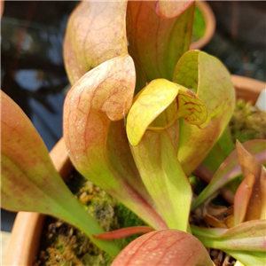 Sarracenia x H 57 courtii pale form 2002 T. Margetts