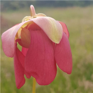 Sarracenia x H 60 formosa x excellens