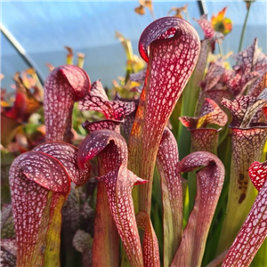 Sarracenia x H 60 formosa x excellens