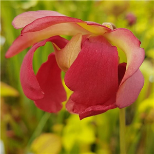 Sarracenia x H 61 excellens (leucophylla x minor)