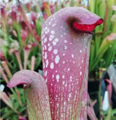 Sarracenia x H 61 excellens (leucophylla x minor)