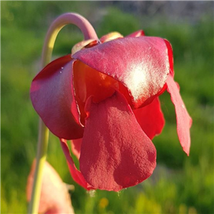 Sarracenia x H 62 (psittacina x minor)