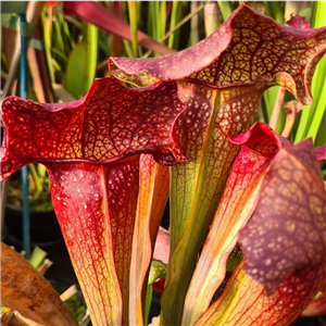 Sarracenia x H 62 (psittacina x minor)