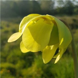 Sarracenia x H 63 Margetts (leucophylla x oreophila)