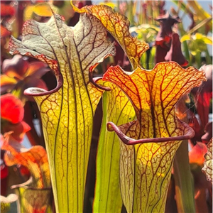 Sarracenia x H 65 moorei Marston clone J. Ainsworth