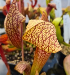 Sarracenia x H 66 Dixie Lace 2002 M. King