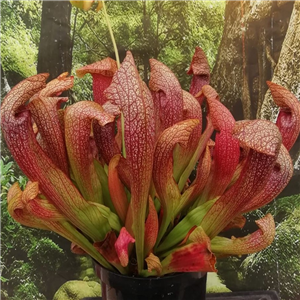 Sarracenia x H 66 Dixie Lace 2002 M. King