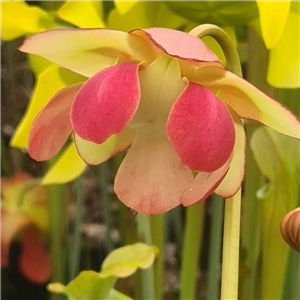 Sarracenia x H 70 swaniana pale form 2005 T. Margetts