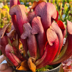 Sarracenia x H 70 swaniana pale form 2005 T. Margetts