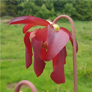 Sarracenia x H 72 chelsonii x flava ornata